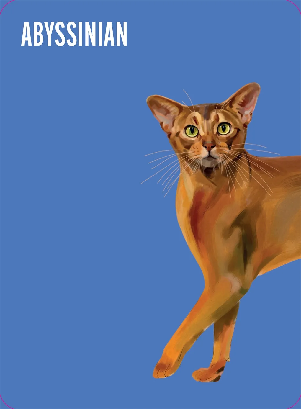 Heads & Tails: Cat Memory Cards