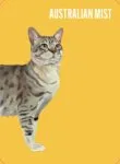 Heads & Tails: Cat Memory Cards