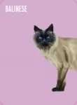 Heads & Tails: Cat Memory Cards