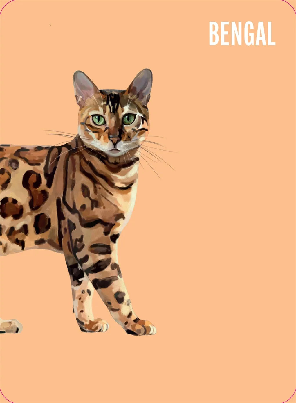 Heads & Tails: Cat Memory Cards