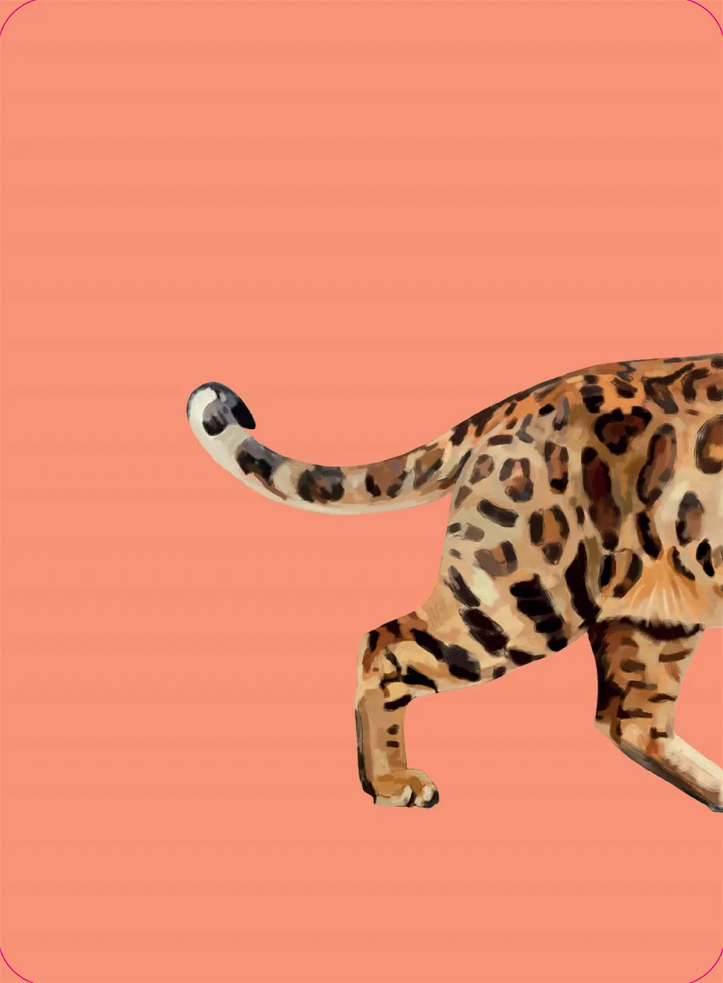 Heads & Tails: Cat Memory Cards